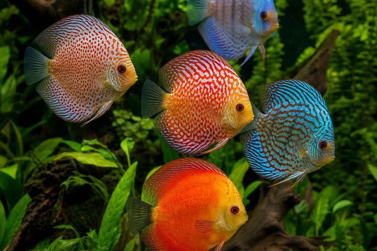 A group of discus fish swimming in a tall planted aquarium