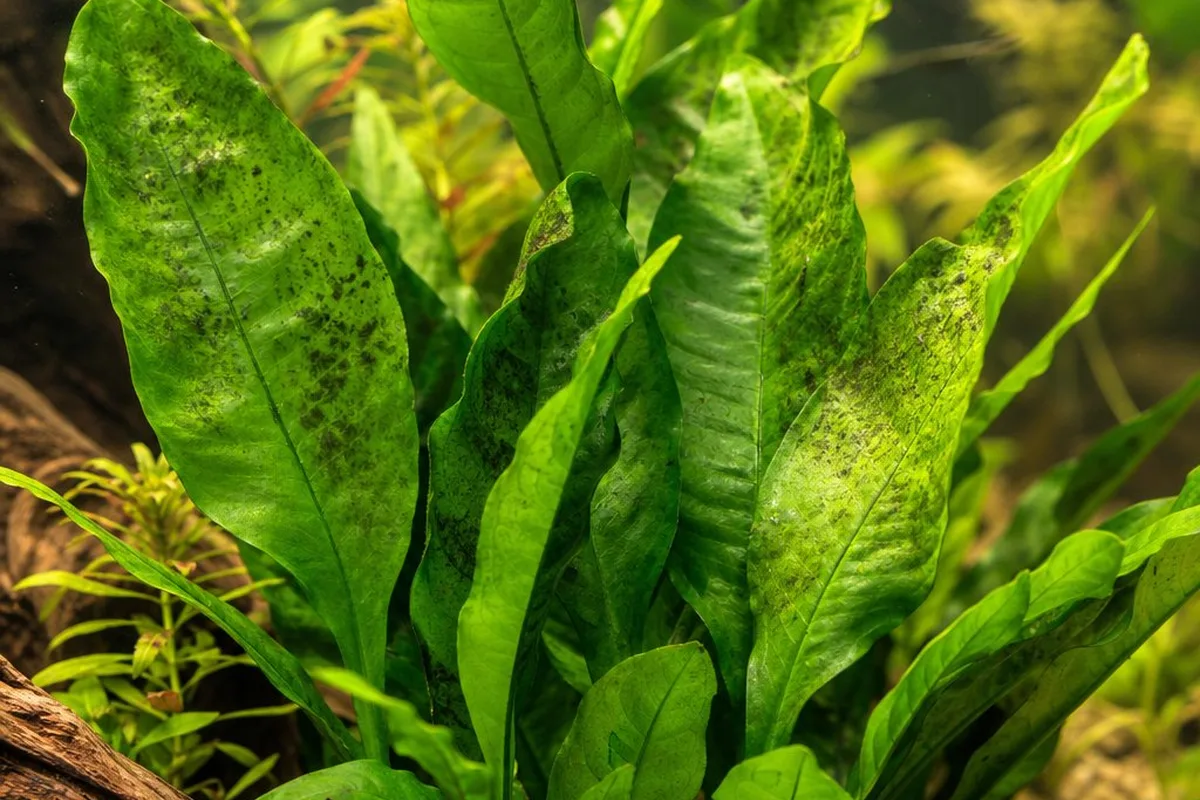 Java fern leaves in a planted aquarium with small green spots of algae on the older leaves