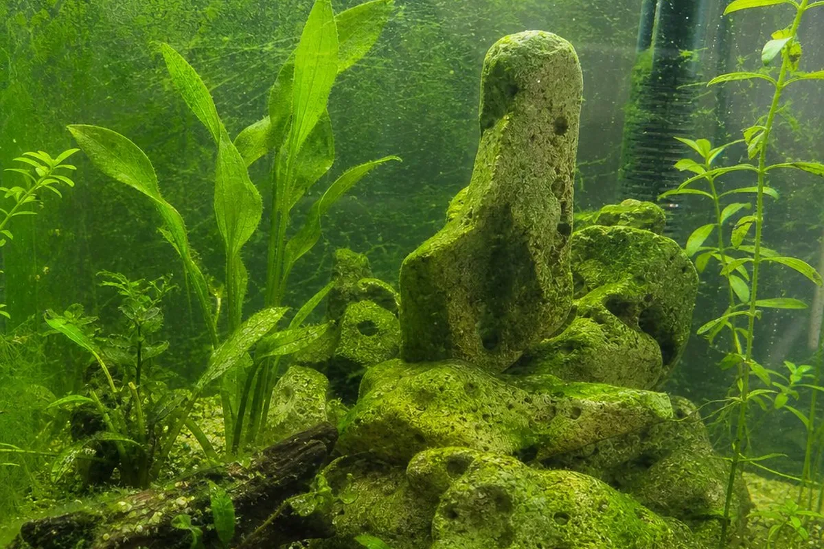 Green algae growth on the glass and decor of a planted freshwater aquarium