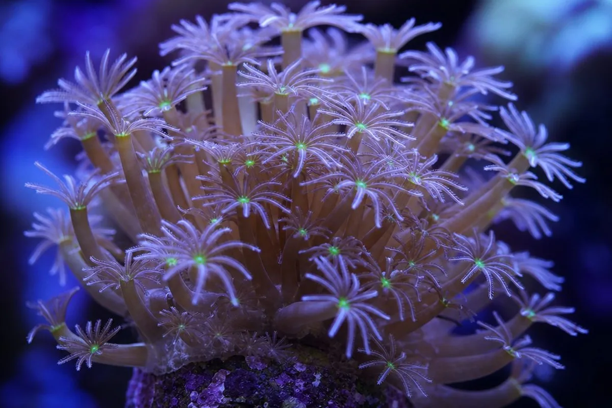 An Alveopora coral with long, daisy-like polyps extended on stalks in a reef aquarium