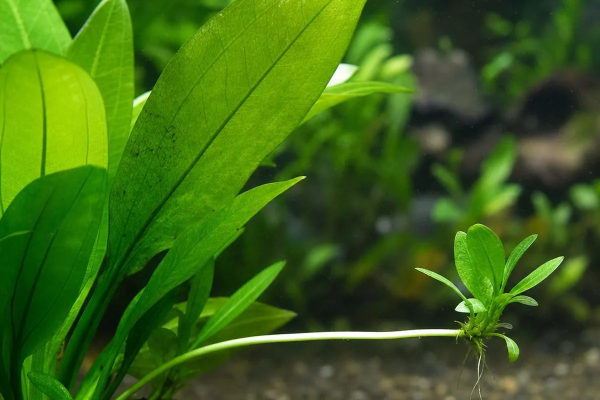 An Amazon sword plant sending out a horizontal runner with a small plantlet forming at the end
