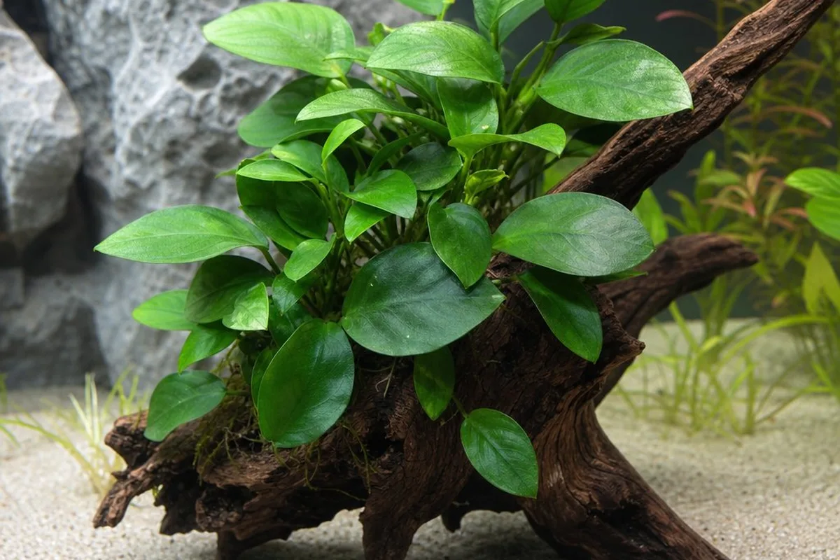 An anubias plant with its rhizome mounted on driftwood above the substrate