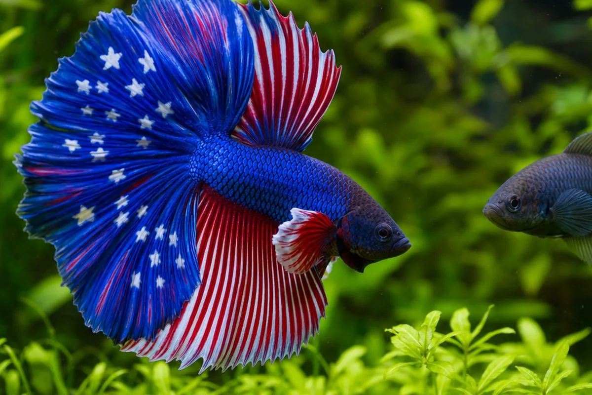 A male American flagfish displaying territorial posturing toward another fish near aquarium plants