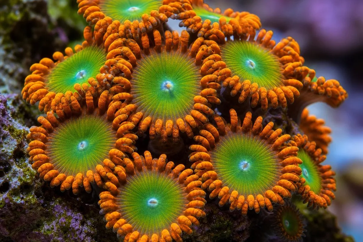 A cluster of Bam Bam zoanthid polyps, showing their characteristic vivid orange and green coloration