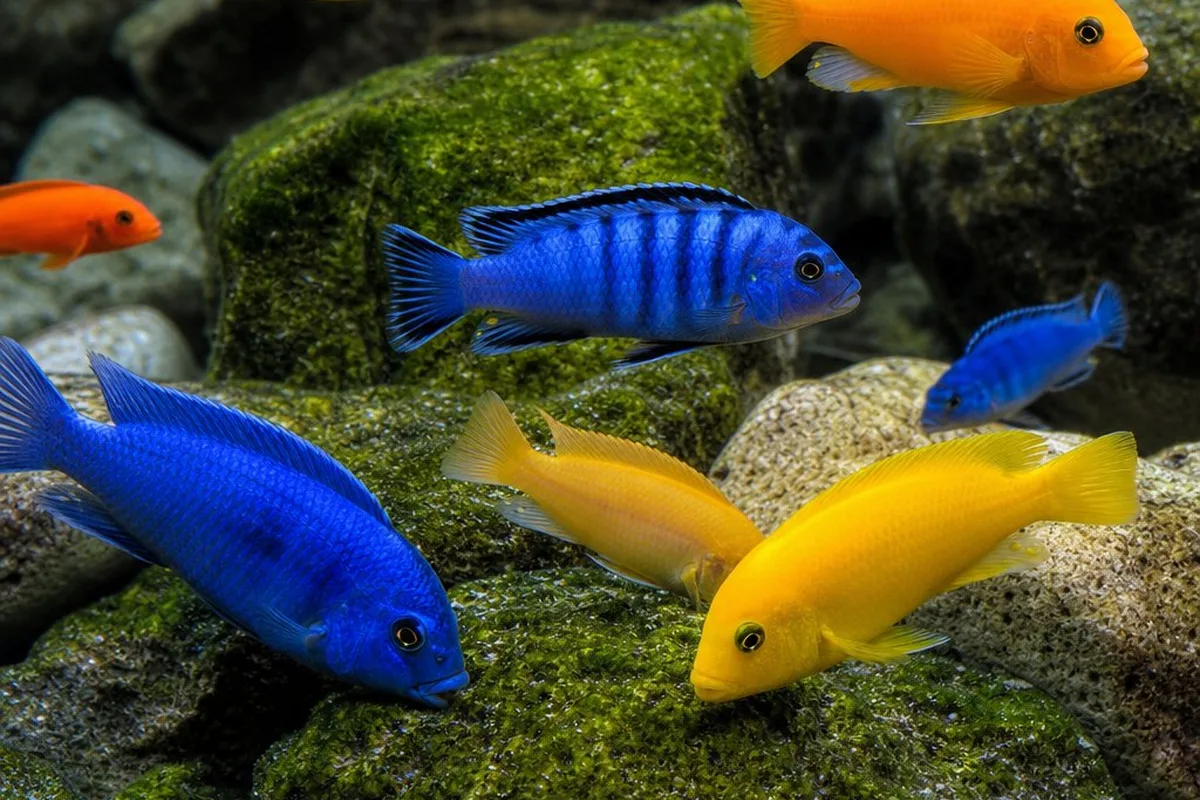 Brightly colored Mbuna cichlids grazing on algae-covered rocks in a Lake Malawi-style aquarium