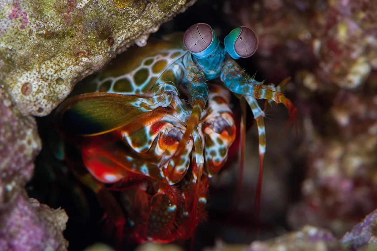 A mantis shrimp with large folded raptorial claws peeking out from a crevice in live rock