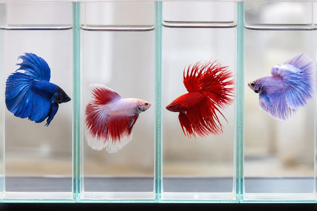 Several betta fish of different fin types and colors in side-by-side aquarium displays