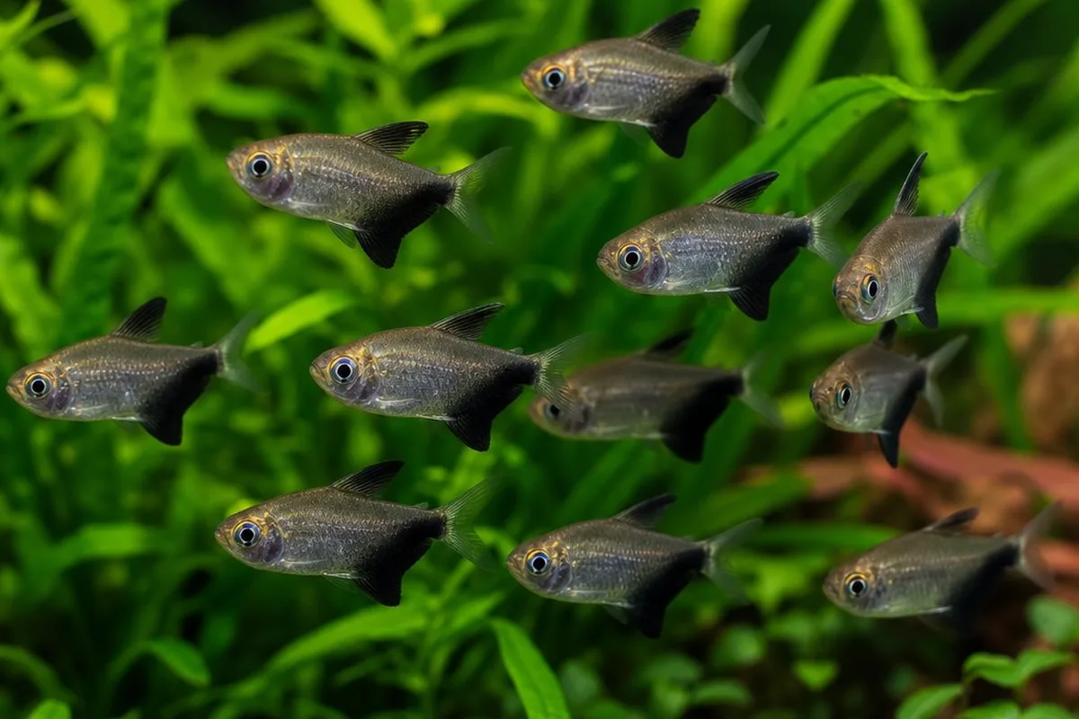 A group of black skirt tetras swimming together in a planted aquarium