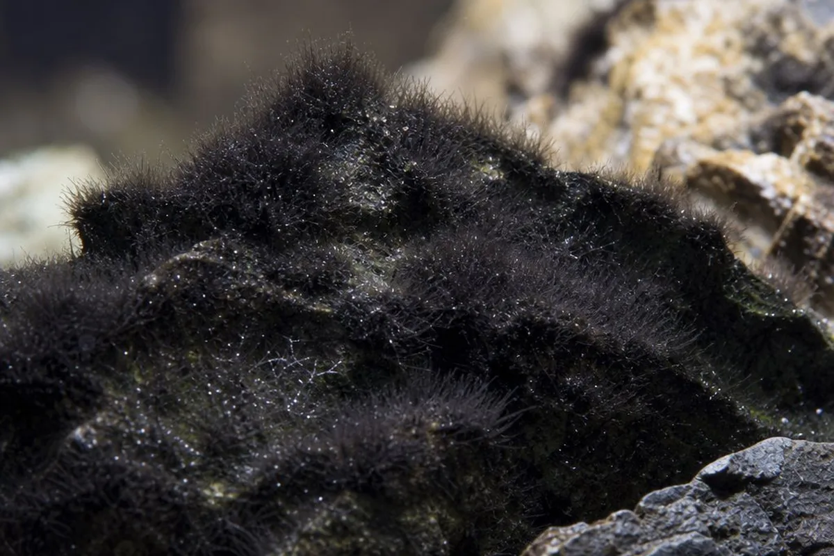 Dark tufted cyanobacteria growth on aquarium hardscape, often confused with black beard algae