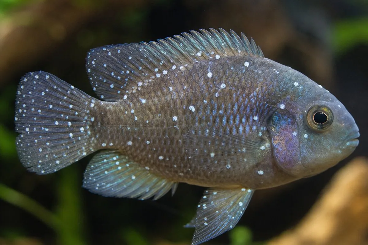 A close-up of an aquarium fish showing small white spots on its fins and body, a common sign of a parasitic infection