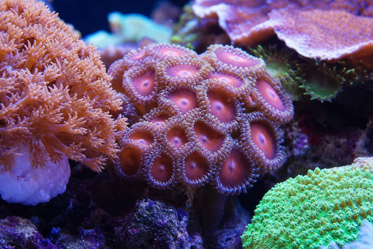 Close-up of a coral colony showing individual polyps extended over its skeleton
