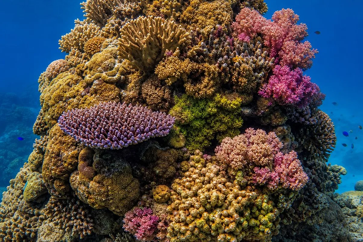 A large, long-established coral colony on a reef, illustrating the long potential lifespan of coral colonies