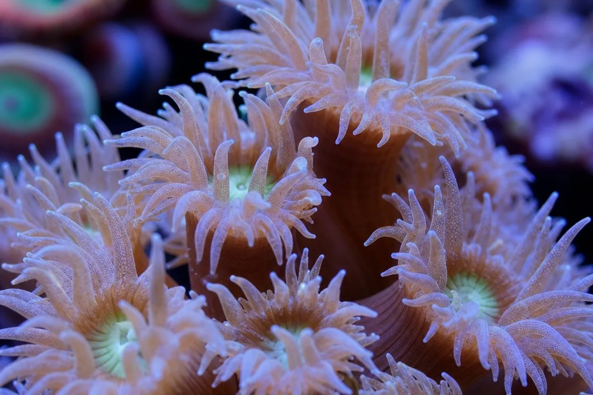 A coral polyp with tentacles extended, illustrating the kind of movement corals are capable of