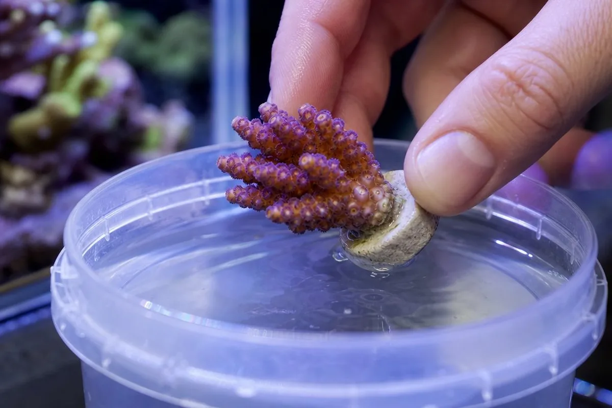 A coral frag being dipped in a container of treatment solution before being added to a reef tank