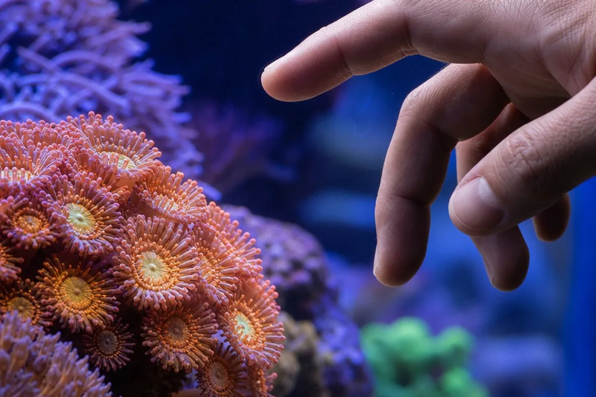 A hand approaching coral polyps in a reef aquarium, illustrating the question of whether touching coral is harmful