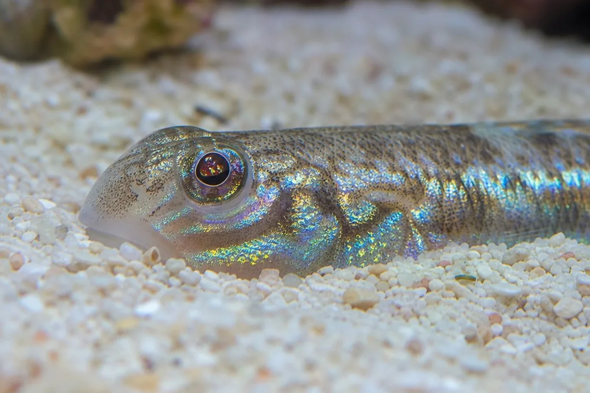 A dragon goby partially buried in sand substrate with only its head visible