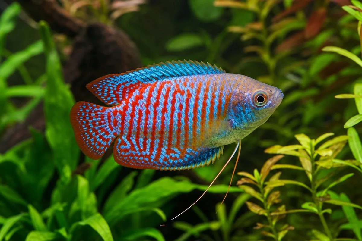 A colorful male dwarf gourami swimming among plants in a community aquarium