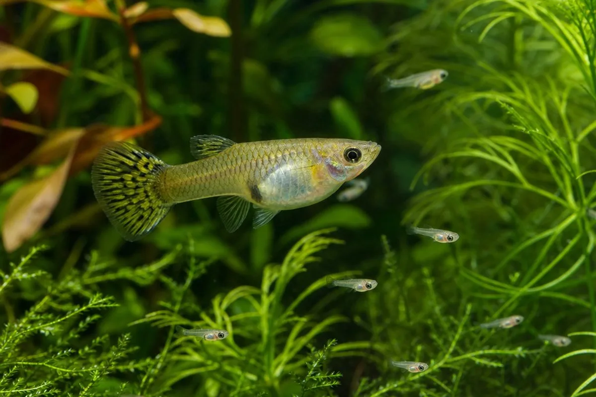 A guppy with several free-swimming fry in a planted aquarium