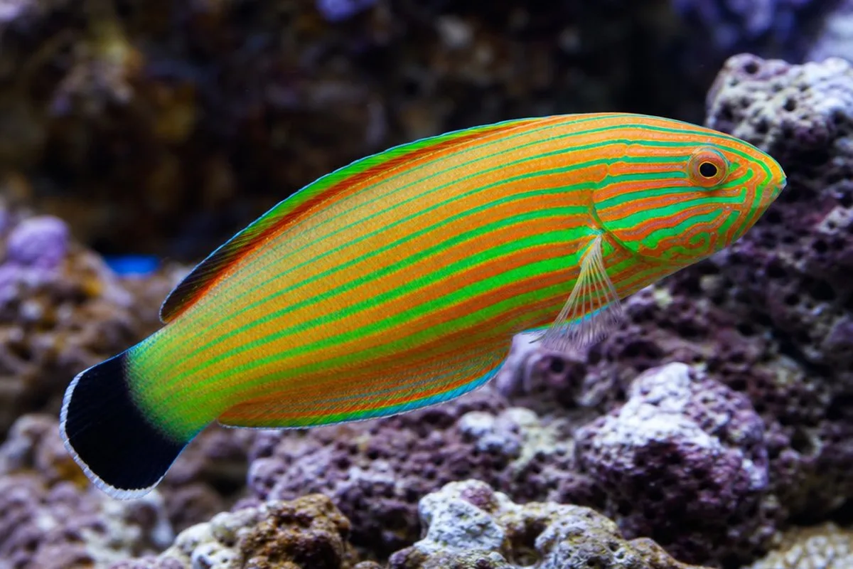 Melanurus wrasse (Halichoeres melanurus) showing green and orange striped coloration over live rock