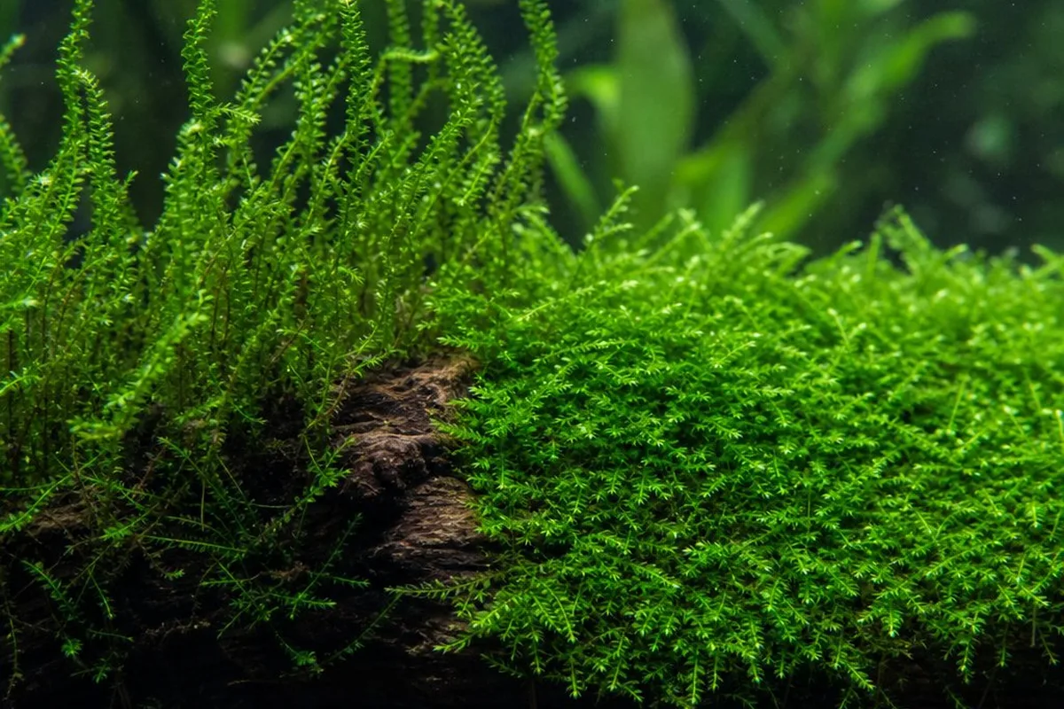 Two types of aquarium moss attached to driftwood, one growing in upright spiraling strands and the other as a dense flat mat