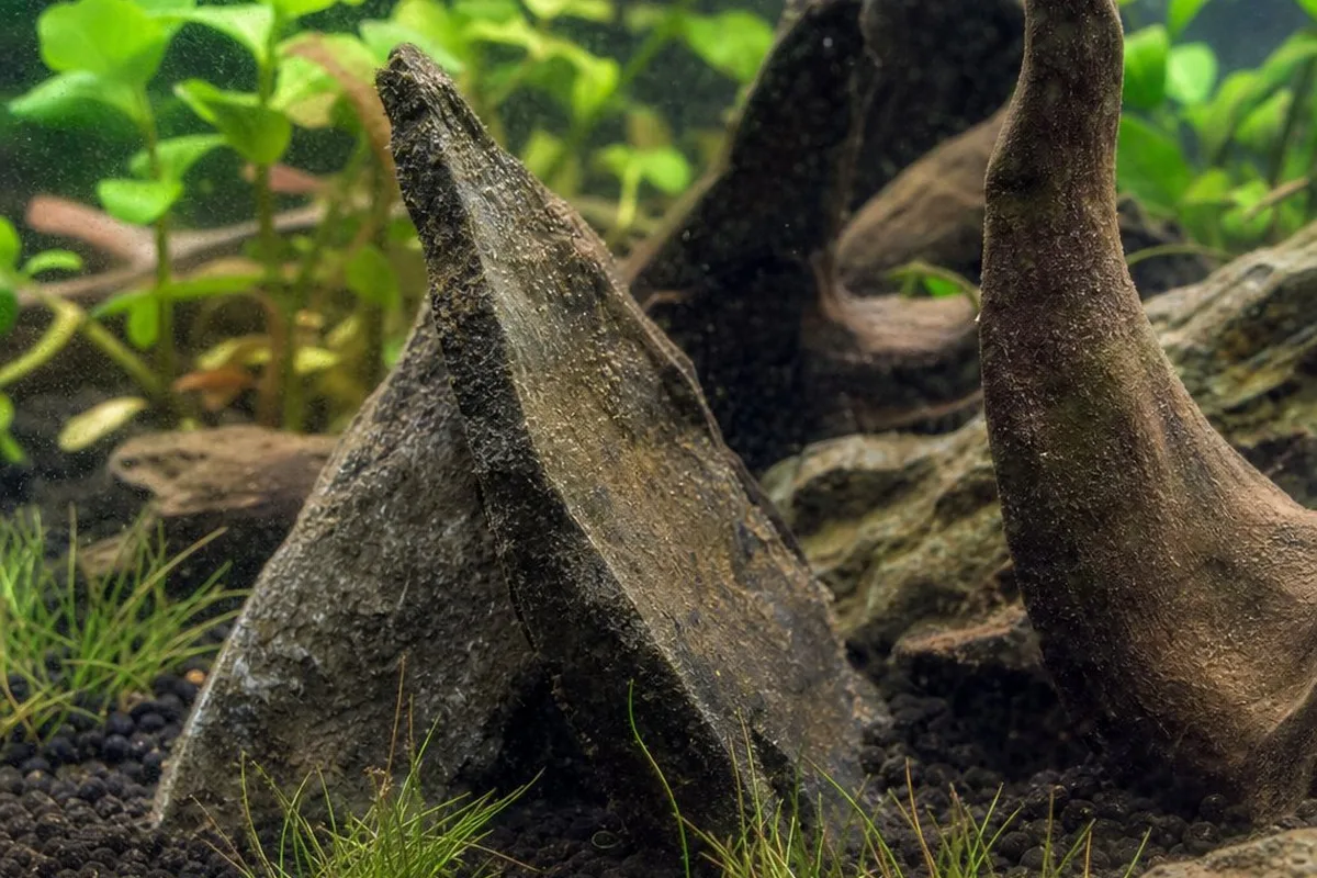 A thin grey diatom film coating the glass and decor of a recently set up aquarium