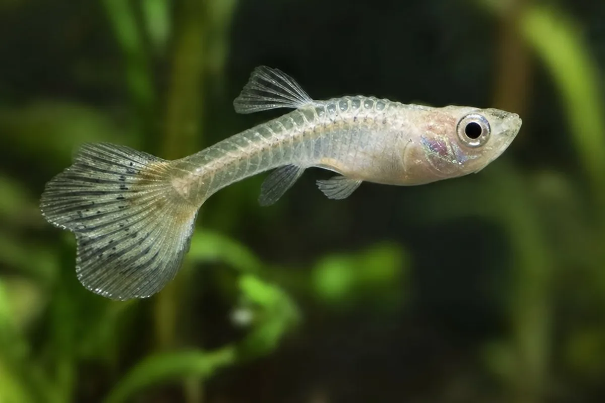 An emaciated guppy with faded coloration, a symptom sometimes associated with fish tuberculosis