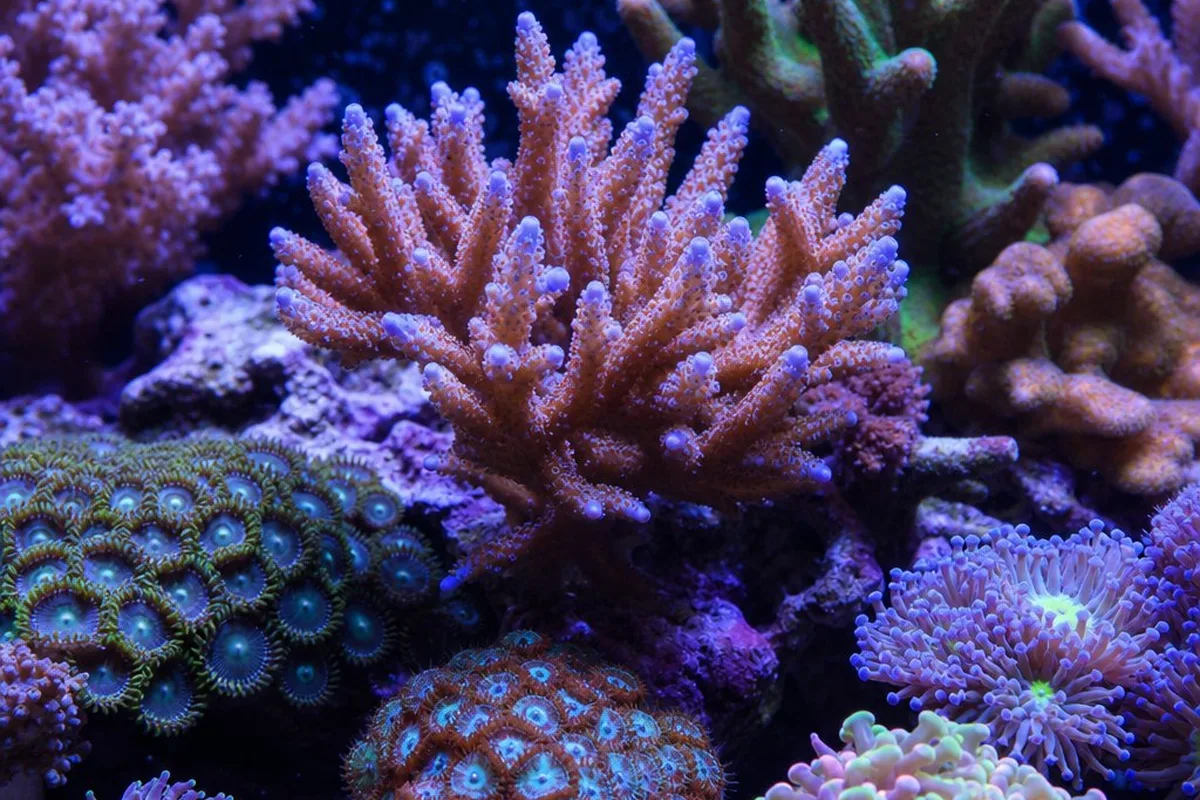 A reef aquarium with multiple coral colonies of different types, illustrating signs of coral health