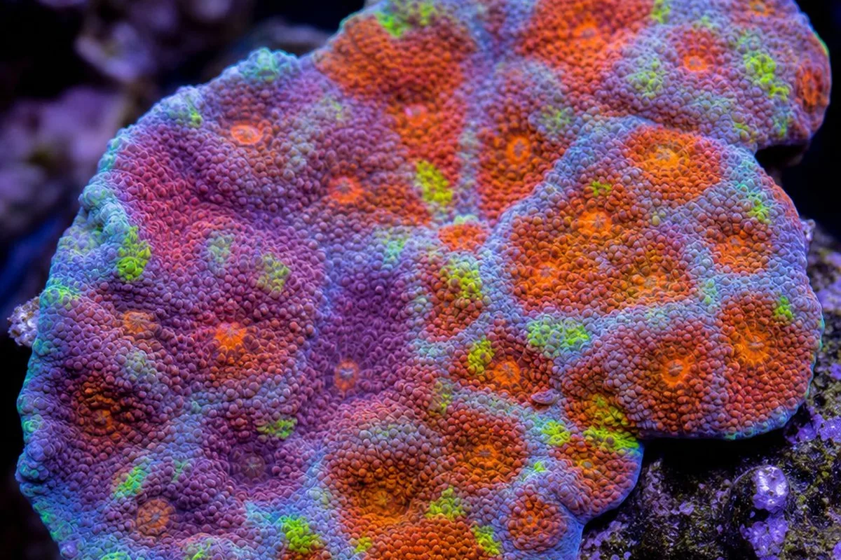 A colorful chalice coral with an encrusting, plating growth form and distinct polyp eyes across its surface