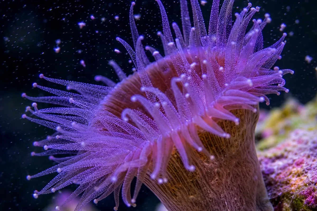 A coral polyp with tentacles extended, capturing food particles from the water