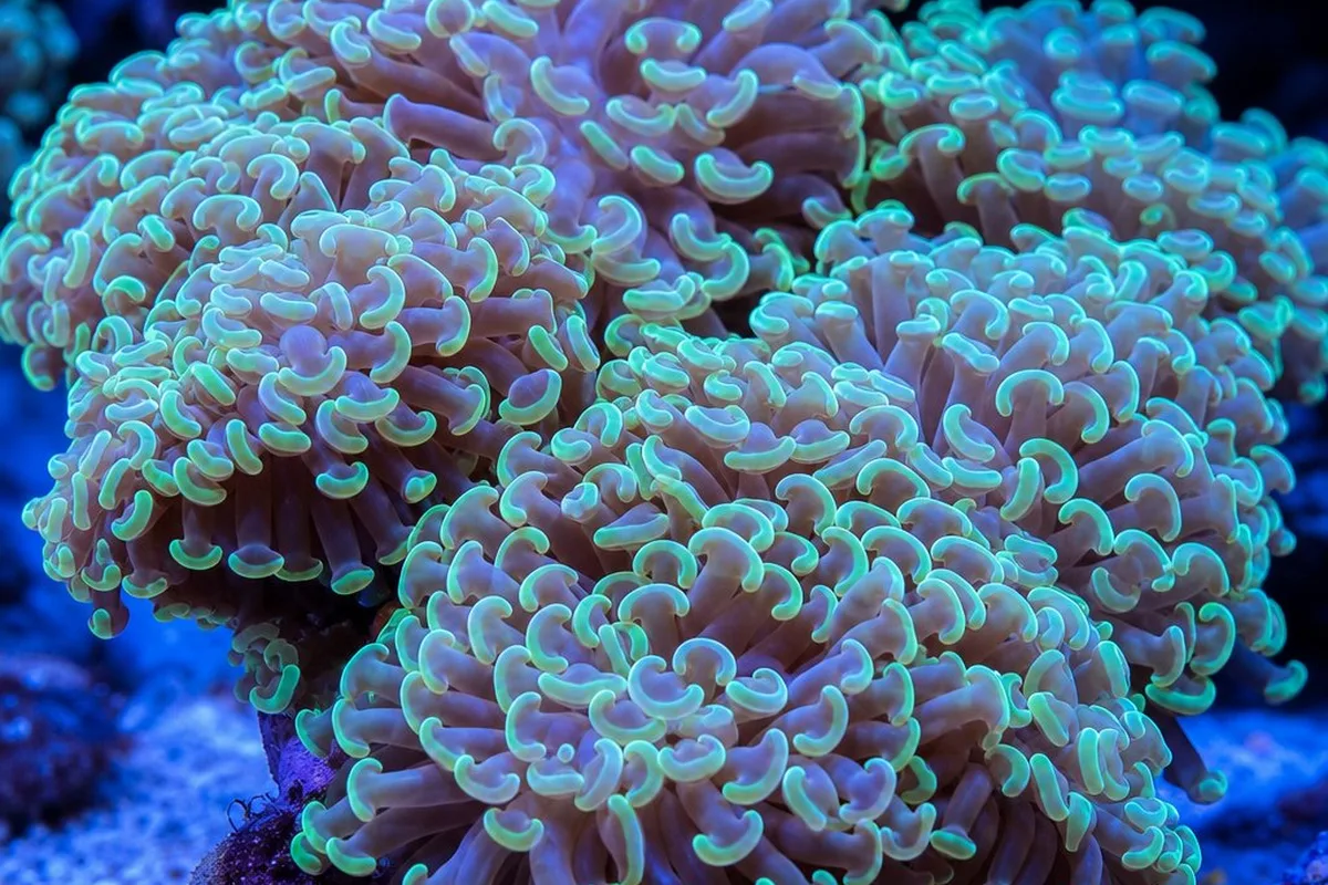 A hammer coral with anchor-shaped polyp tips extended across multiple heads in a reef aquarium
