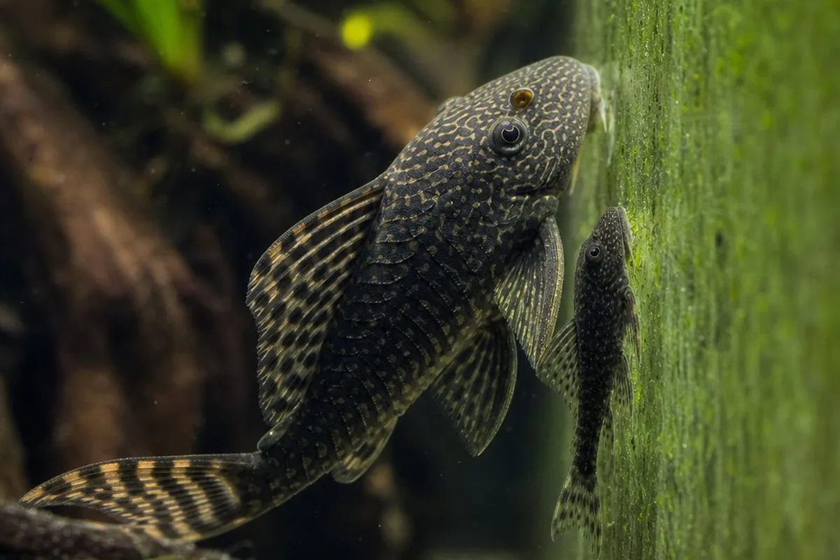 A small algae-eating fish grazing on algae-covered aquarium glass next to a larger adult of the same species