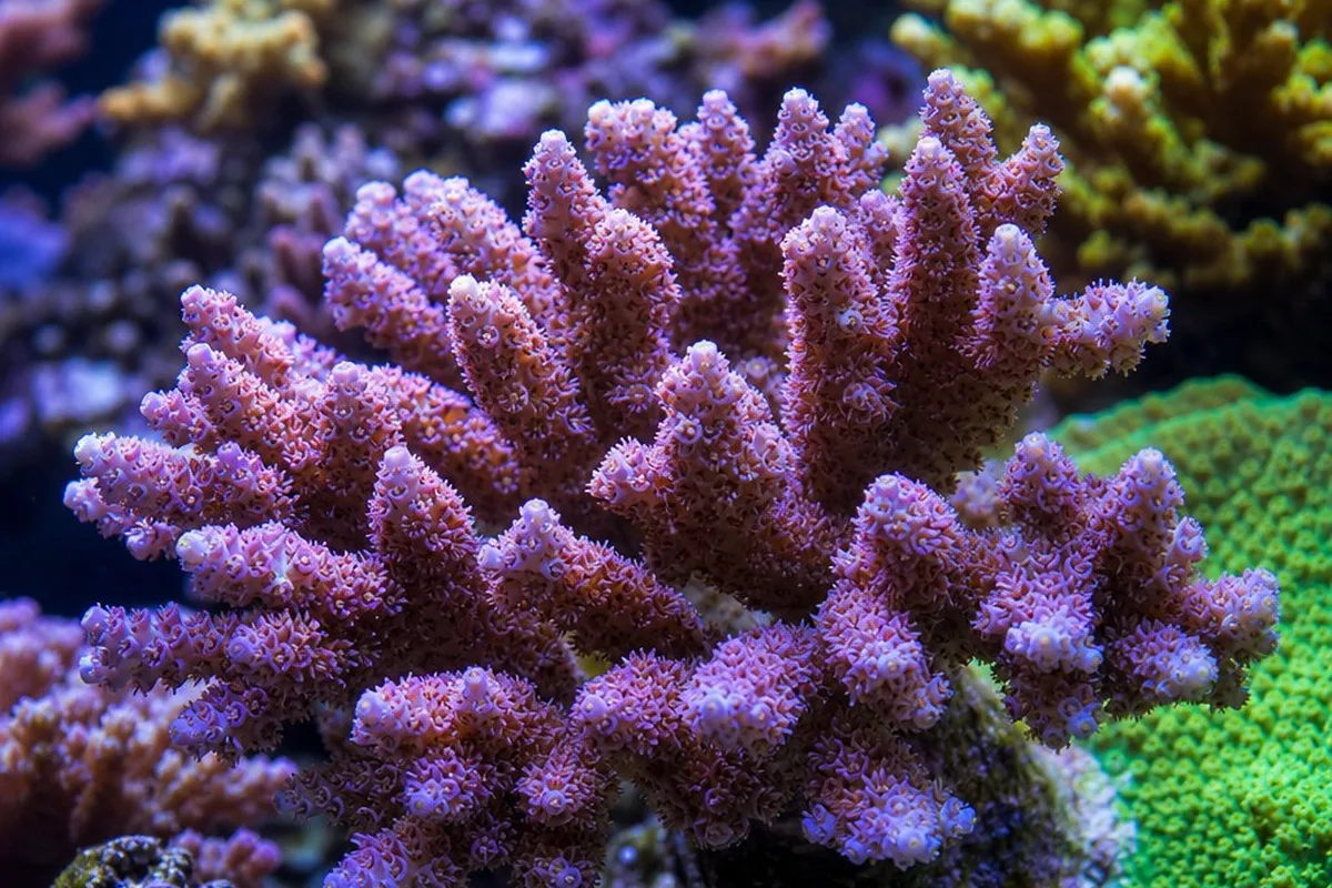 A healthy, well-established coral colony in a reef aquarium, illustrating long-term coral keeping