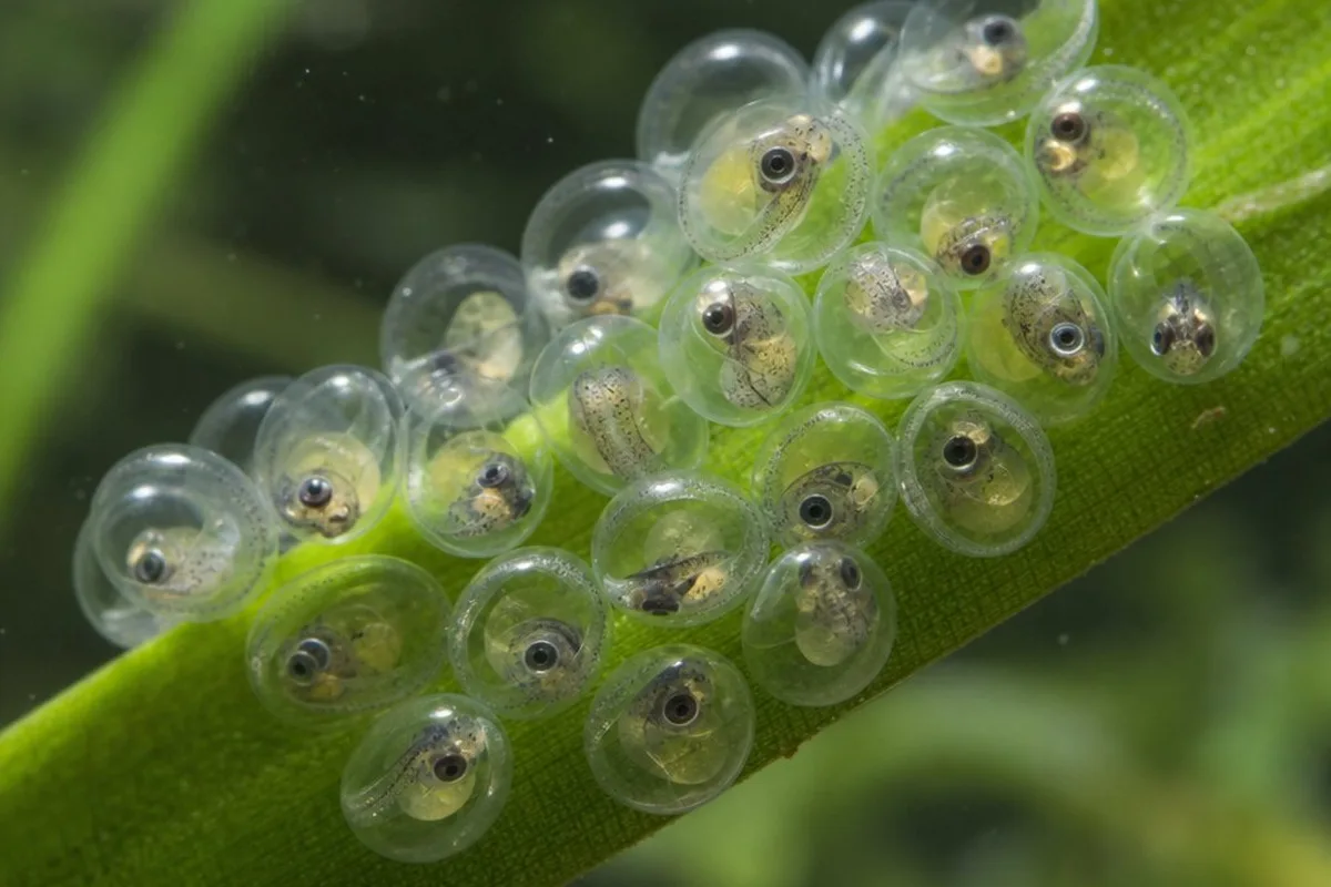 A cluster of small translucent fish eggs attached to an aquarium plant leaf