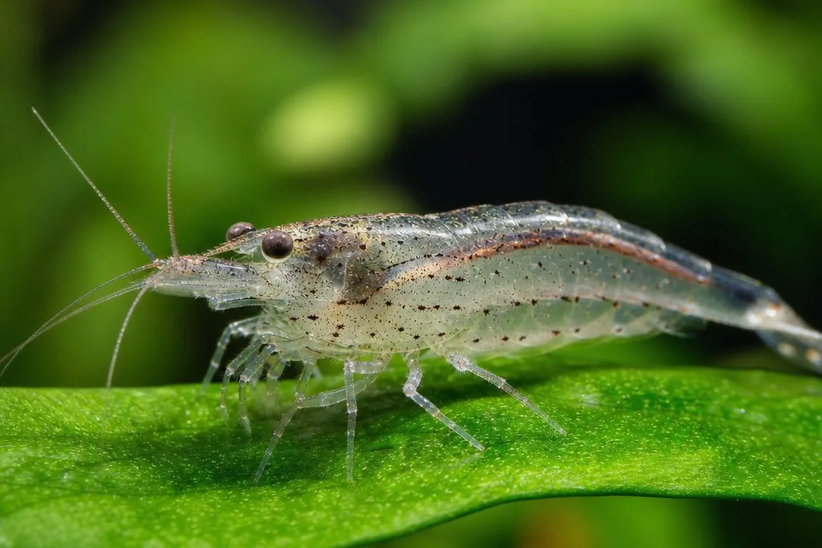 A small freshwater shrimp with visible jointed legs and exoskeleton resting on a leaf