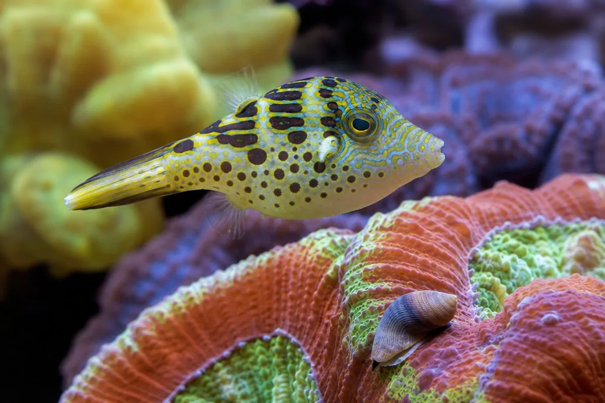 Valentini puffer (Canthigaster valentini) swimming near a cleanup crew snail and LPS coral in a reef aquarium