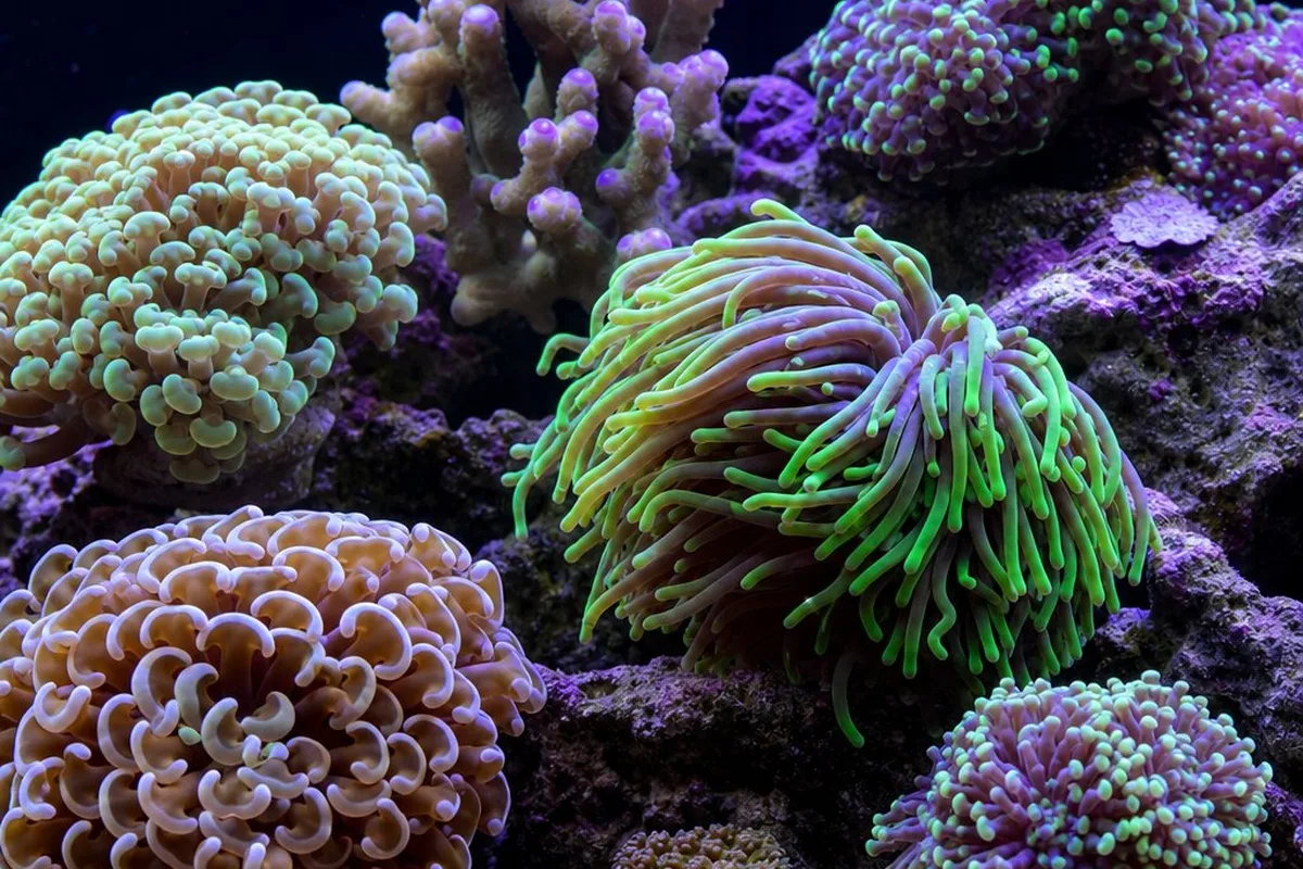 Several large-polyp stony corals, including hammer and torch corals, growing on rockwork in a reef aquarium
