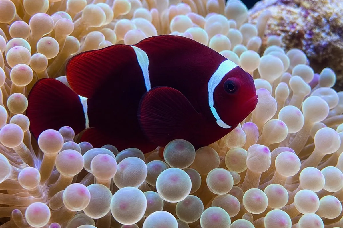 Maroon clownfish (Premnas biaculeatus) with white bars hosting in a bubble-tip anemone