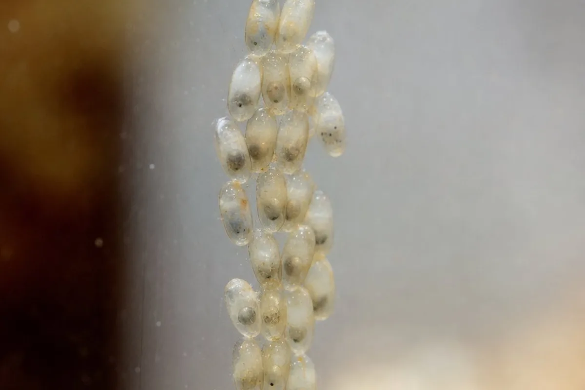 A cluster of small oval Nassarius snail egg capsules attached to aquarium glass