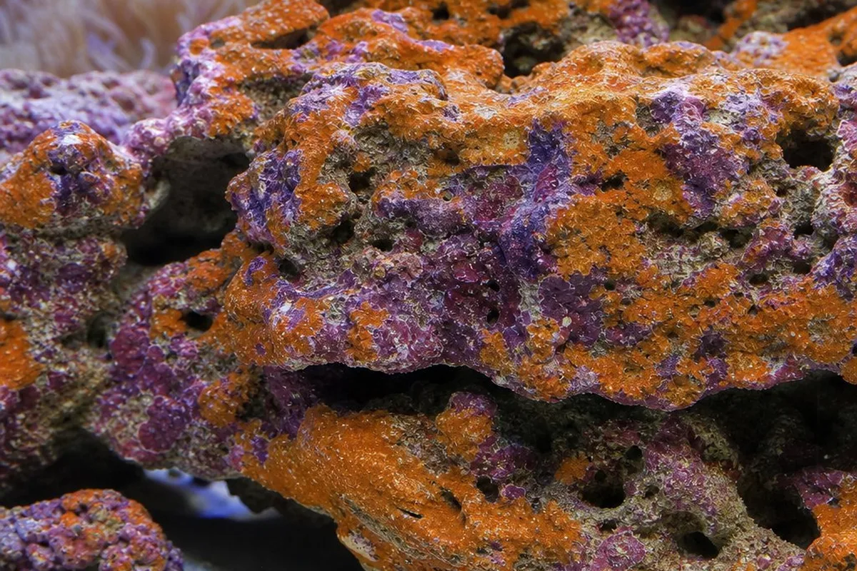 Orange coralline algae crusting over live rock in a reef aquarium alongside purple patches