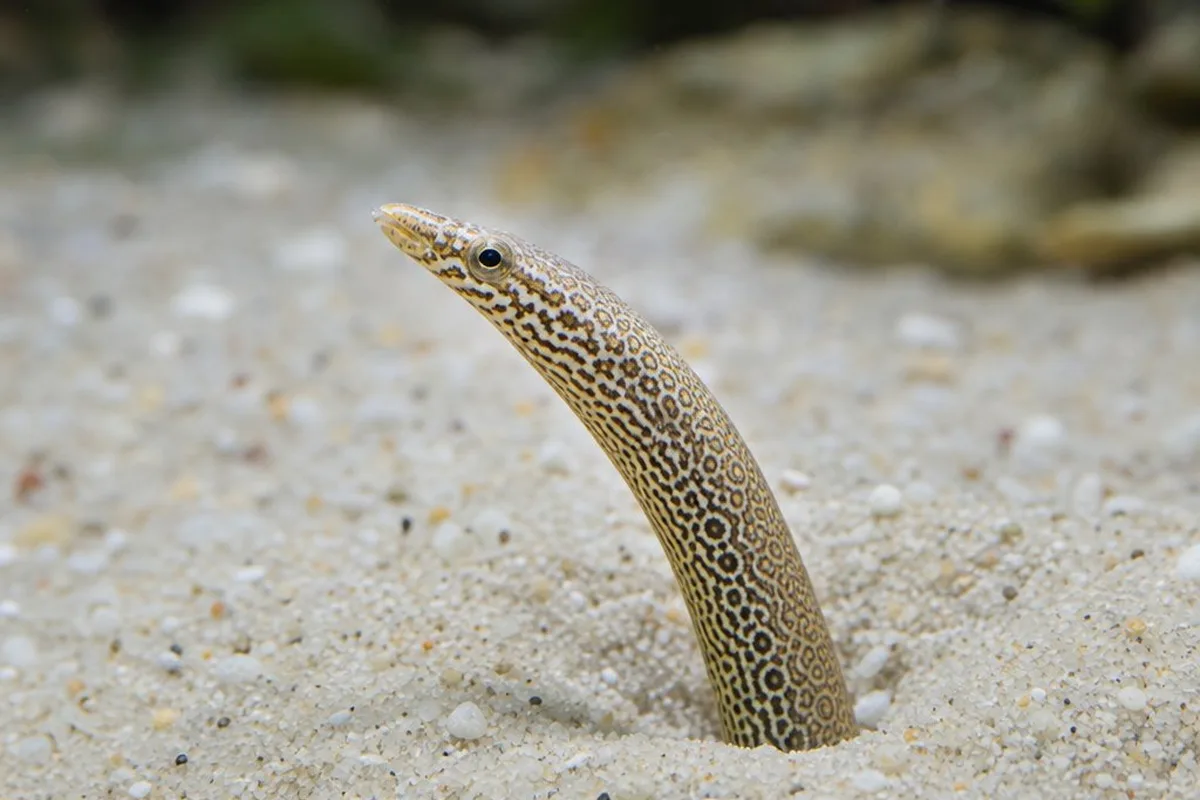 A peacock eel (Macrognathus siamensis) partially buried in sand substrate