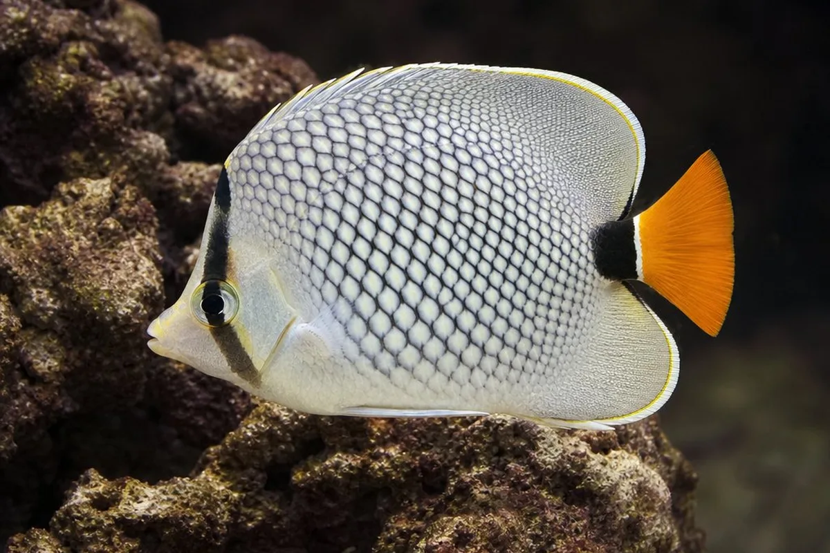 Pearlscale butterflyfish (Chaetodon xanthurus) with white pearl-patterned body and orange-yellow tail swimming over reef rock