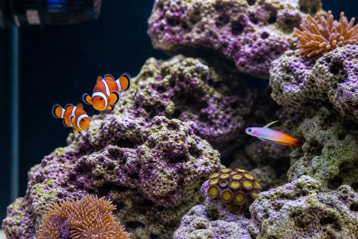 30-gallon saltwater aquarium with clownfish, firefish, and live rock