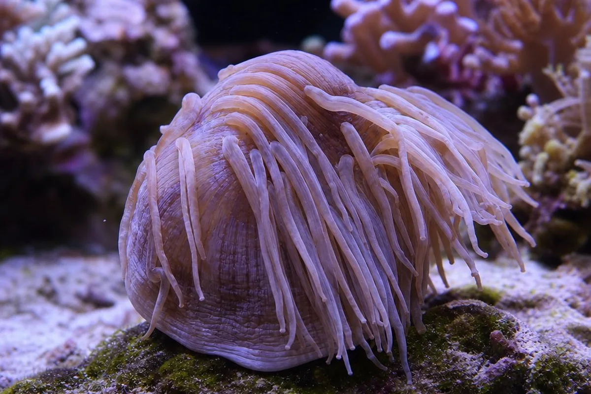 A sea anemone with deflated, drooping tentacles in a reef aquarium