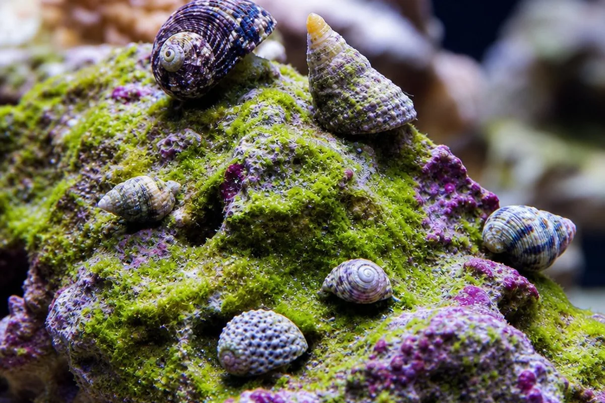 Several small marine snails grazing on algae across live rock in a reef tank