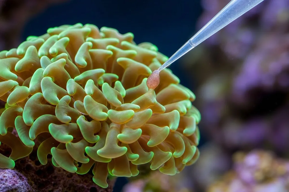 A hammer coral with extended tentacles capturing a piece of food in a reef aquarium