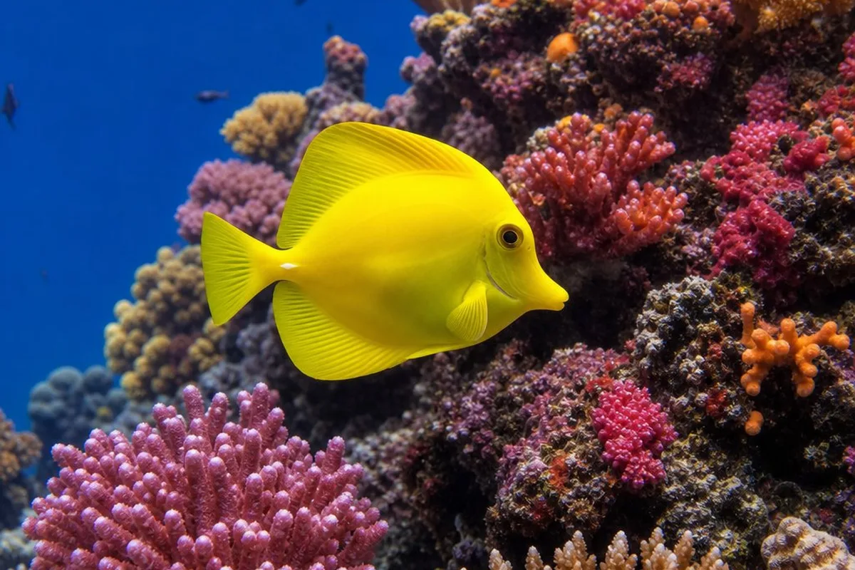 A bright yellow tang swimming over a Hawaiian coral reef
