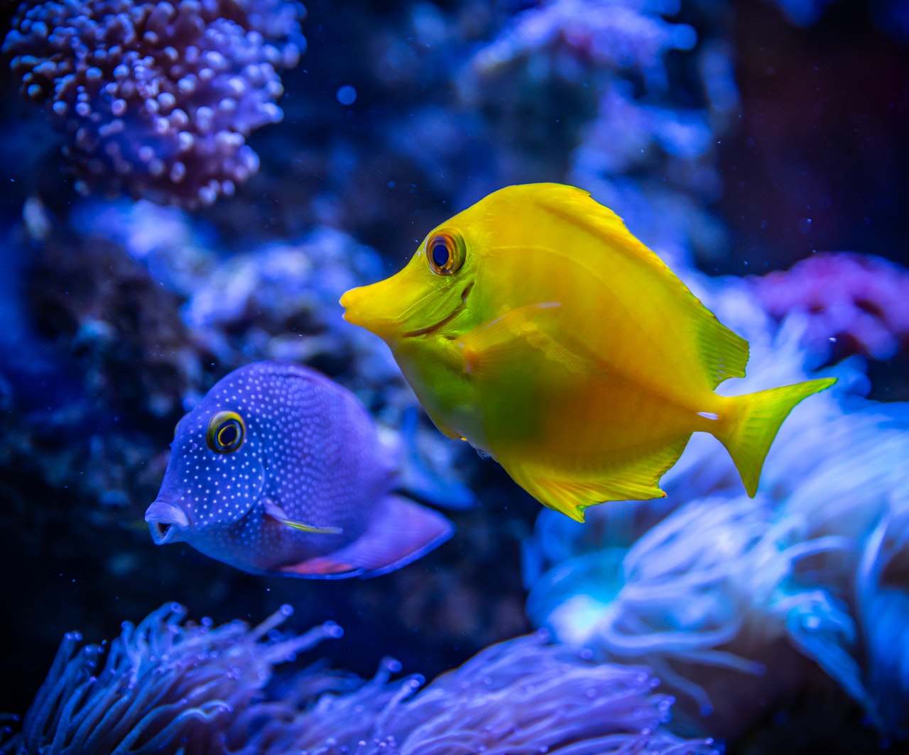 The Coolest Freshwater Aquarium Fish - SeaLife Planet