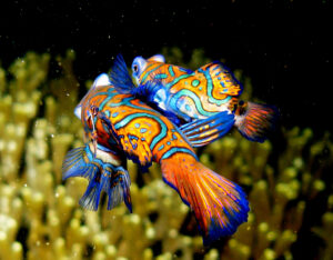 Best Fish for Reef Tank