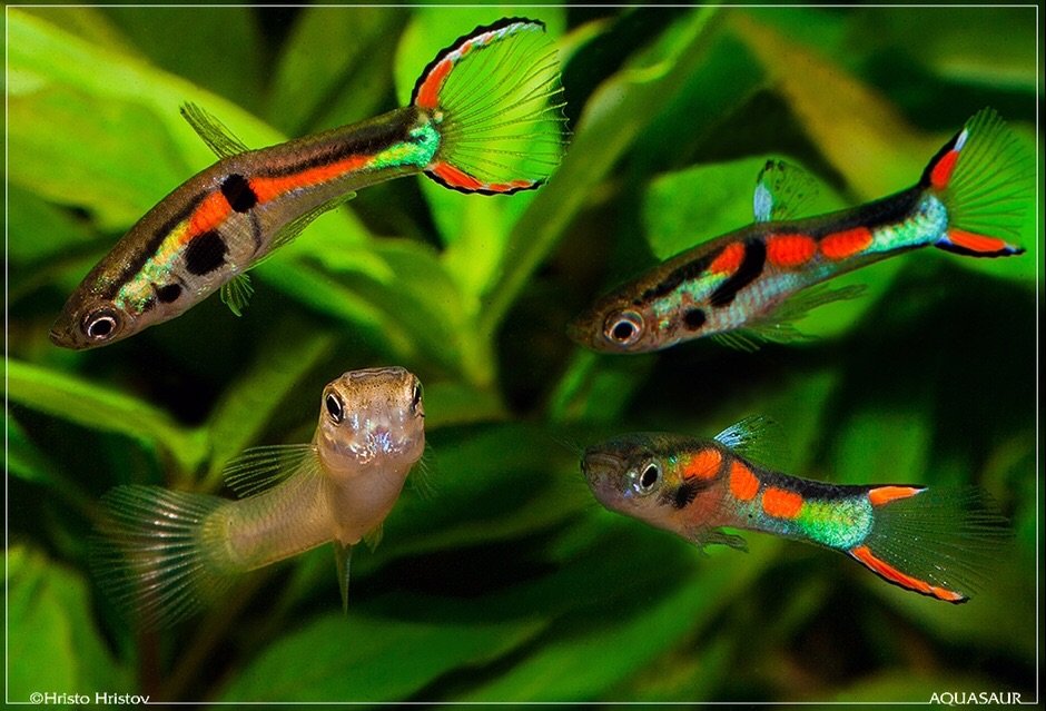 Easiest Freshwater Fish to Breed
