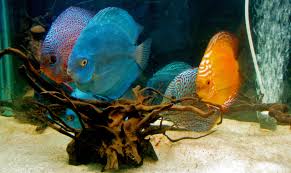 Free Images : water, underwater, reef, goldfish, discus fish, fish tank,  marine biology, pomacentridae, freshwater aquarium, pomacanthidae 3264x1944  - - 952114 - Free stock photos - PxHere